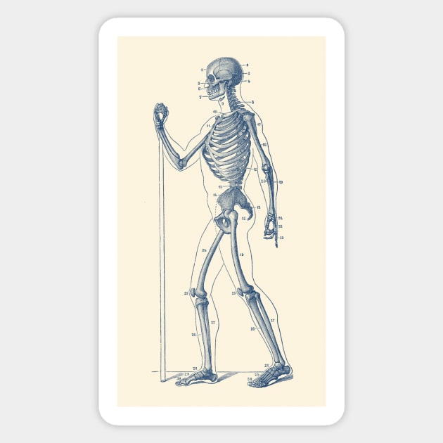 Side View Skeletal Diagram - Vintage Anatomy Poster Sticker by Vintage Anatomy Prints